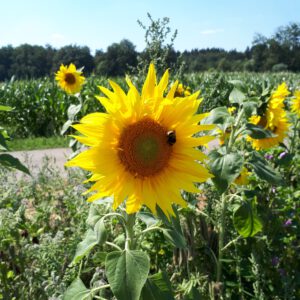 Einladung zur Hauptversammlung